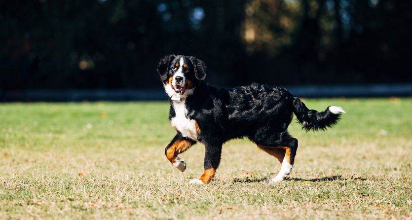 Dog store fence companies